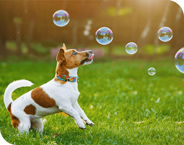 Active Dog Slideshow 1