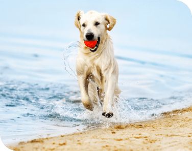Active Dog Slideshow 3