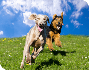 Active Dog Slideshow 4