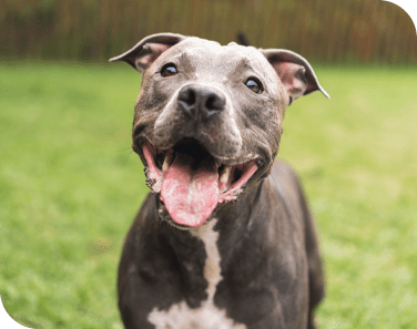 Active Dog Slideshow 5