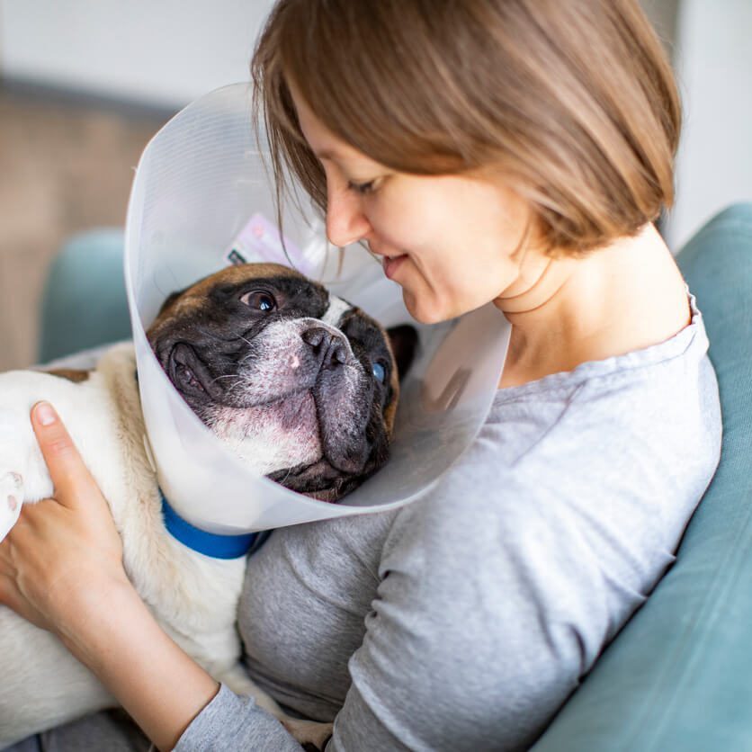 Bulldog With Cone