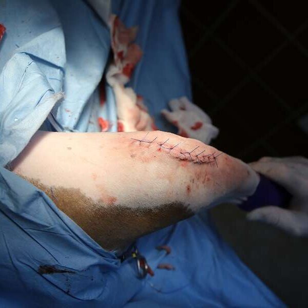 dog's leg after veterinary surgery