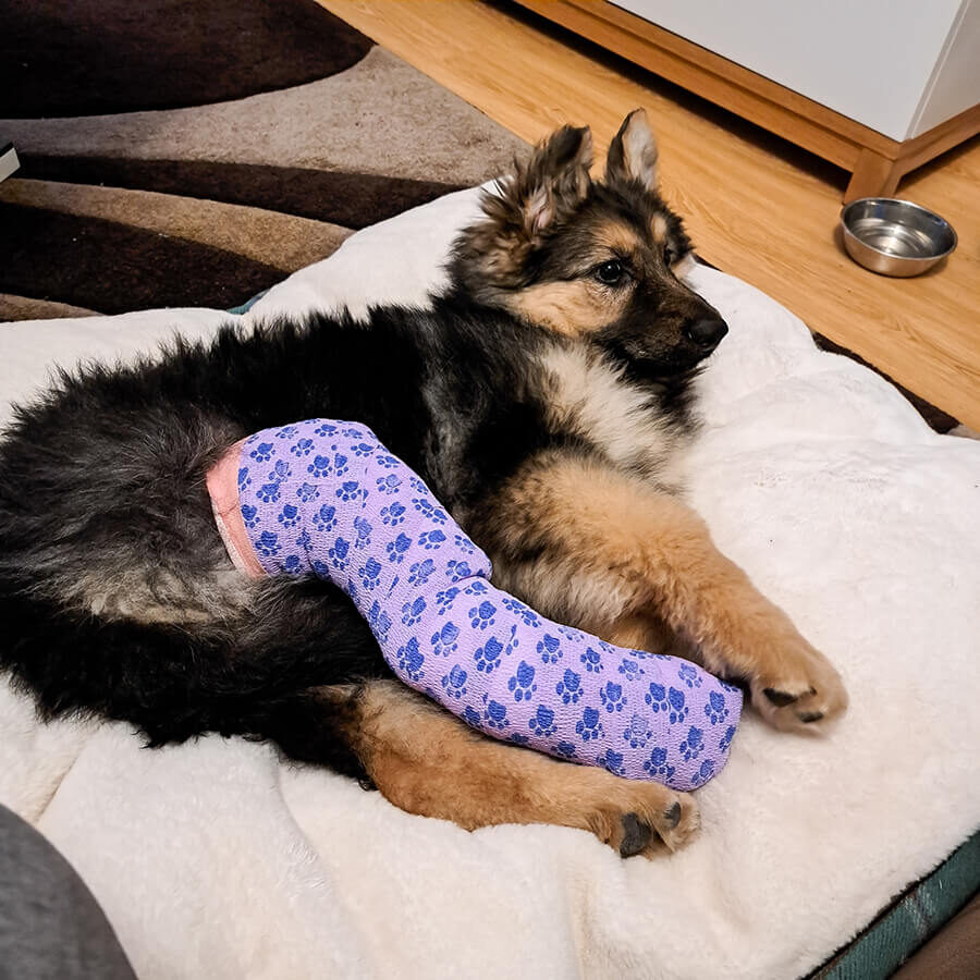 dog and cat fracture repair in miami, fl